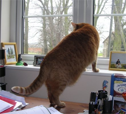 Gareth on desk with front paws on window ledge